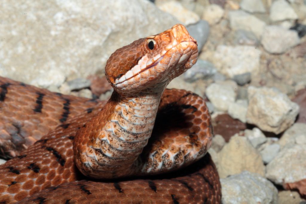 Orbettino, Vipera e Coronella al tramonto!